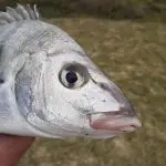 fb img 1766303195862