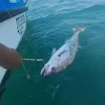 fb img 1768113434077