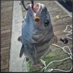 polish 20250924 124546774