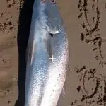 polish 20251006 180617037